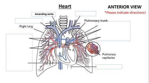 Practice identifying Blood Vessels (arteries and veins) of the body