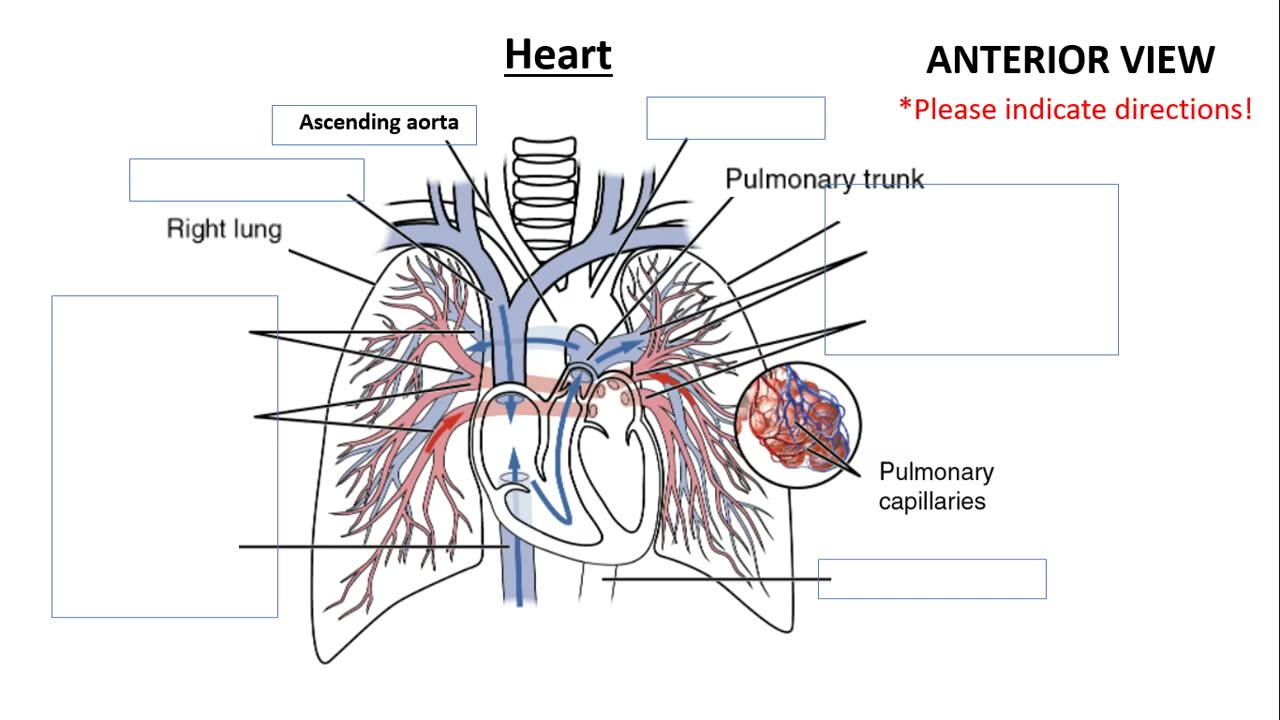 Practice identifying Blood Vessels (arteries and veins) of the body