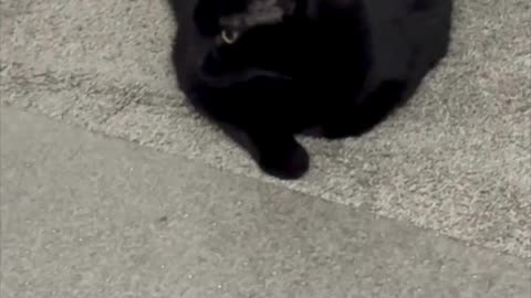 Cute Precious Piper is Supervising the Office Employees - My Adopted Shelter Cat Vlog #shorts