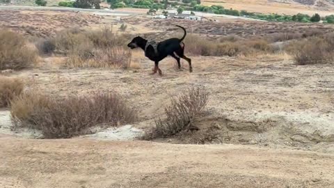 🐕🏞️ Doberman with Sunset Zoomies! | FunFM