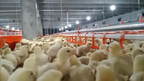 How do chickens eat on the farm?