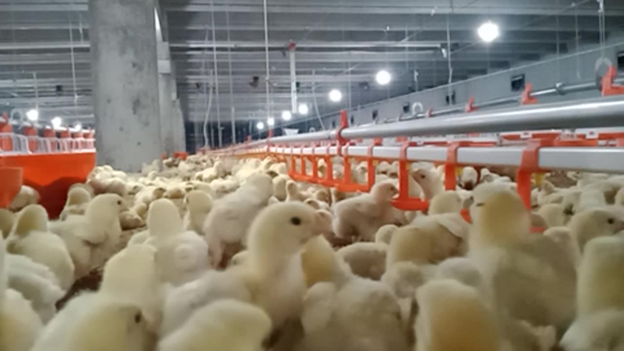 How do chickens eat on the farm?