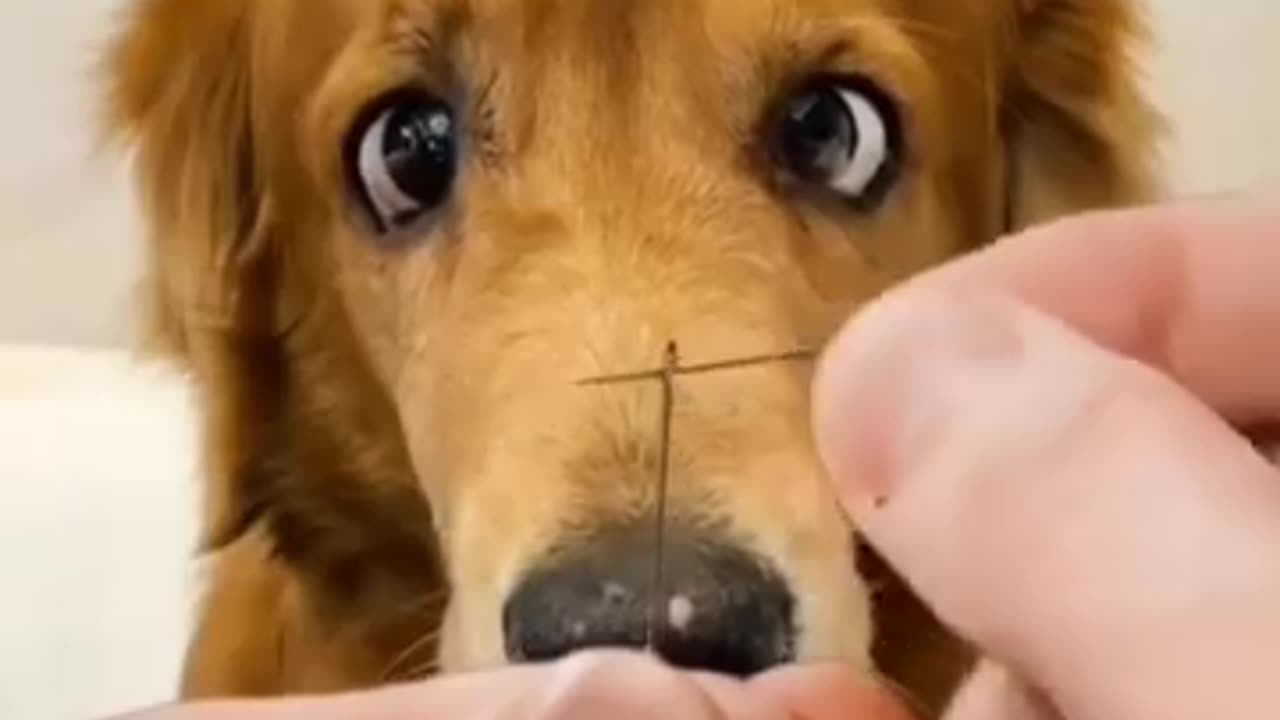 Funny animal video