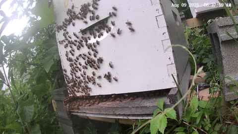 Bees on a Saturday Morning at Sunrise