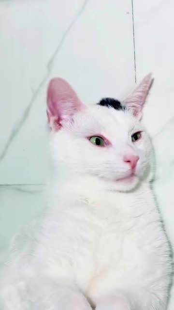 Ringo is SO cute 🥰