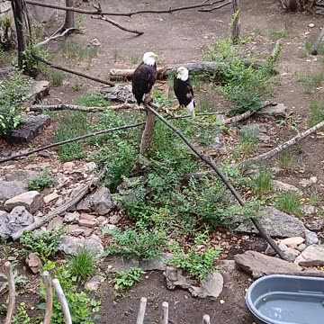 May 2025 Pueblo Zoo Trip Part 9