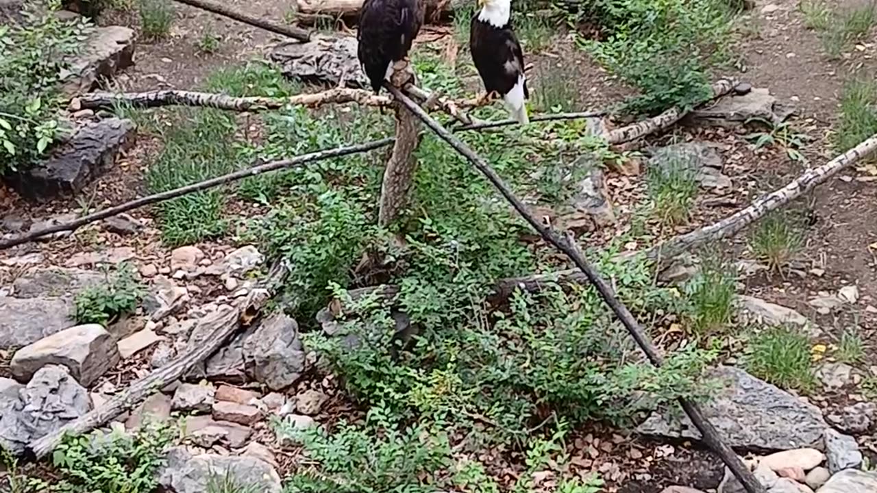 May 2025 Pueblo Zoo Trip Part 9