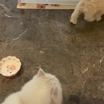 When Cats Rule the House! وقتی گربه‌ها رئیس خونه‌ان!