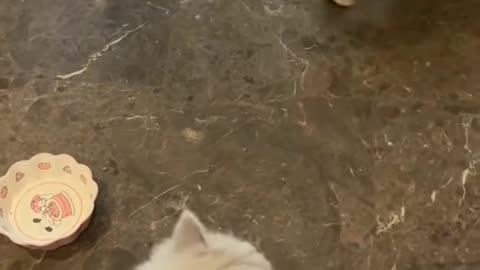 When Cats Rule the House! وقتی گربه‌ها رئیس خونه‌ان!