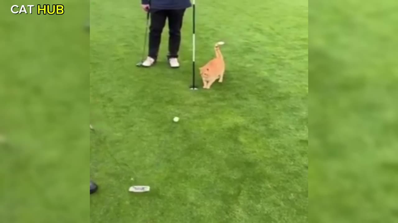 Default cat mode(1080P_60FPS)