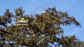 BALD EAGLE! 🇺🇸