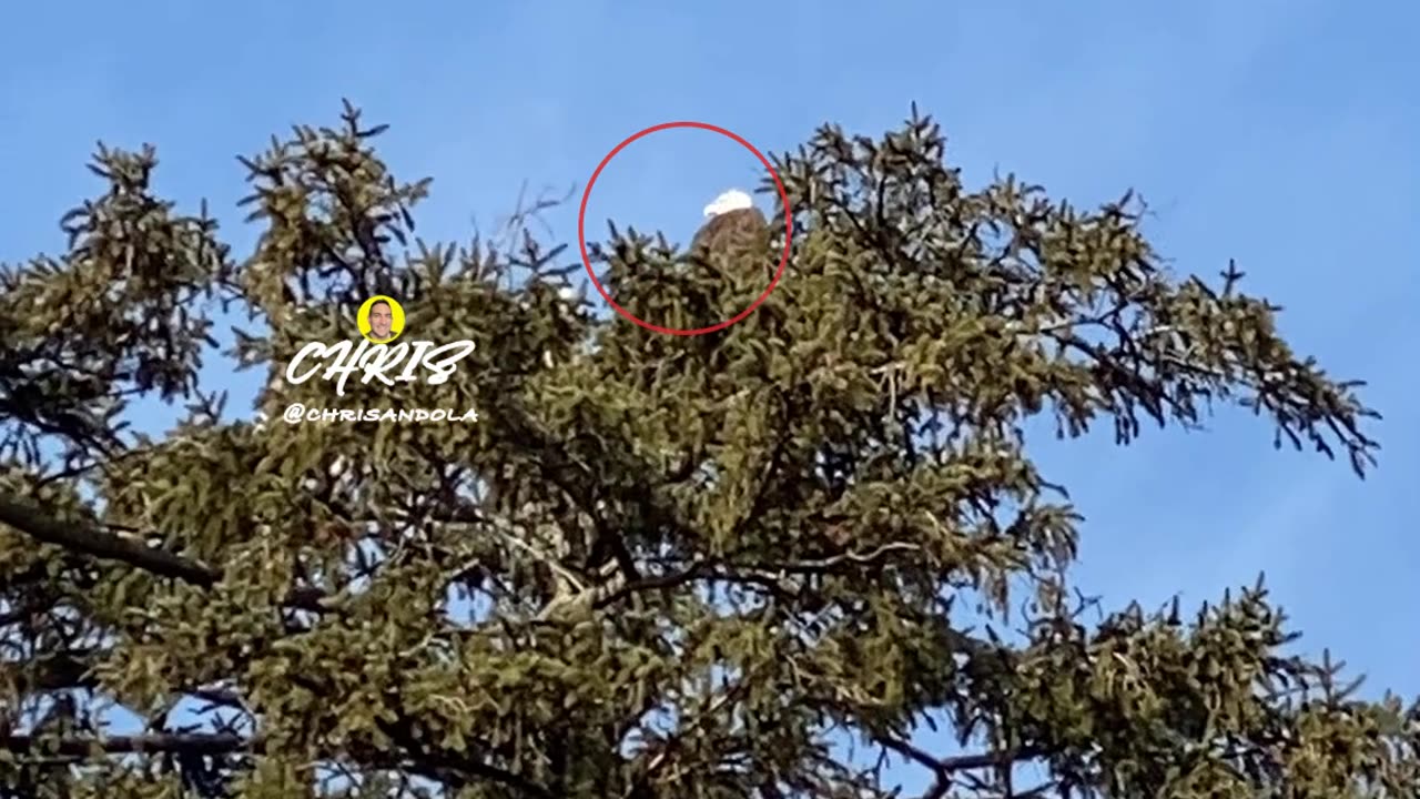 BALD EAGLE! 🇺🇸