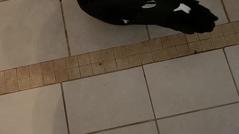 Muscovy duck came for breakfast