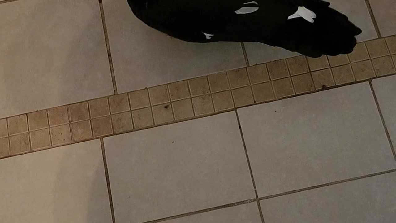 Muscovy duck came for breakfast