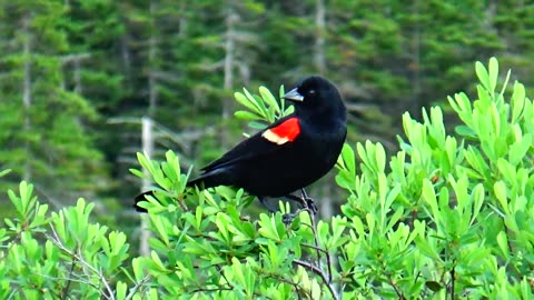 Red-winged blackbird