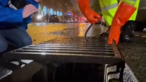 Baby Fox in the Drain