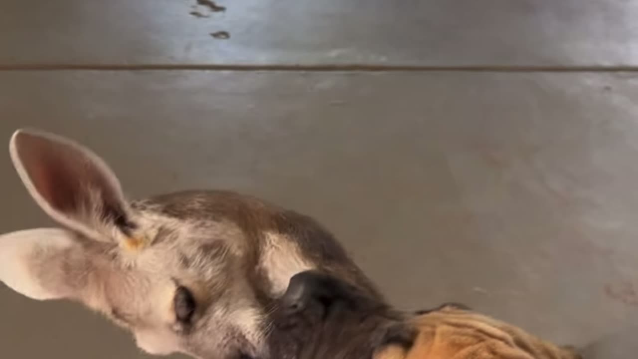 Kangaroo and Dog in Australia playing