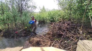 June 10, 2025 - More beavers and Pond levelers