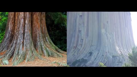 There Are No Forests on Earth - Ancient Giant Trees Documentary