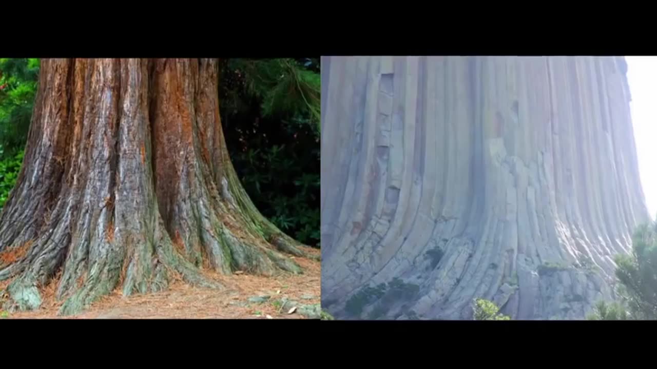 There Are No Forests on Earth - Ancient Giant Trees Documentary