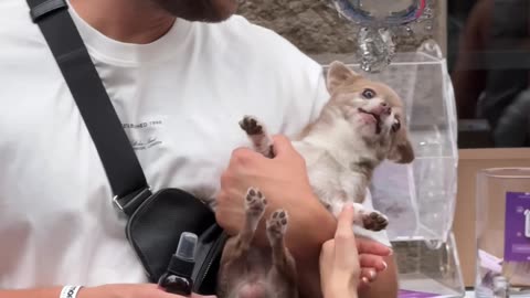 Pampered Pup Gets a VIP Birthday Party