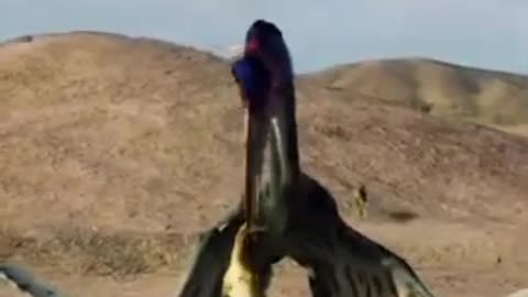 Jurassic park food dance