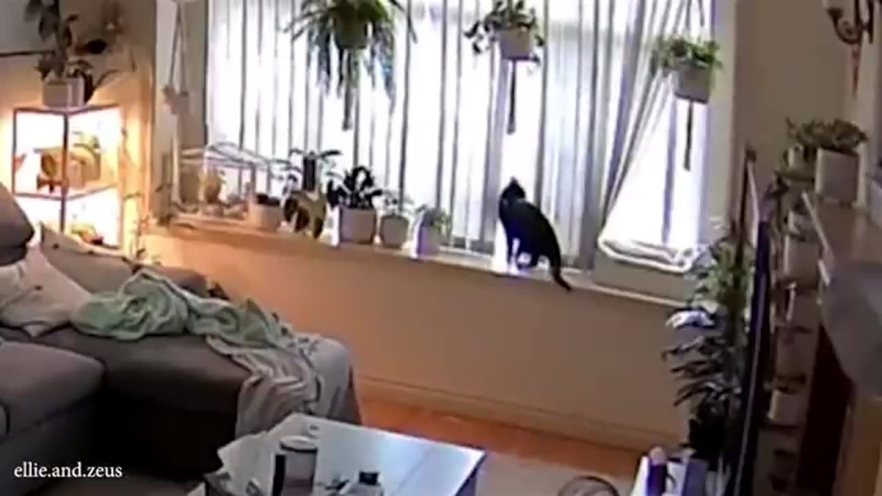 Cats Just Having Fun
