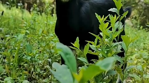 Bakri ki funny video