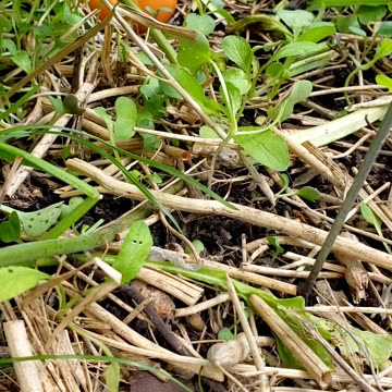 Self-seeding Radish Microgreen #microgreens