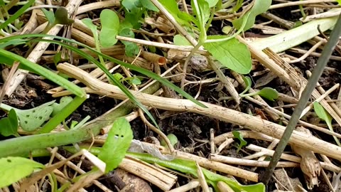 Self-seeding Radish Microgreen #microgreens