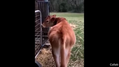 funny videos