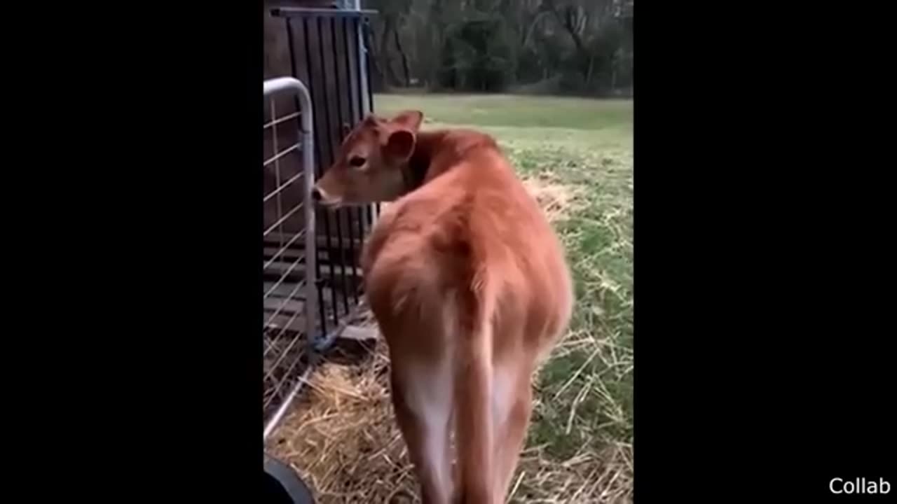 funny videos