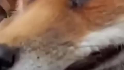 Funny 🦊