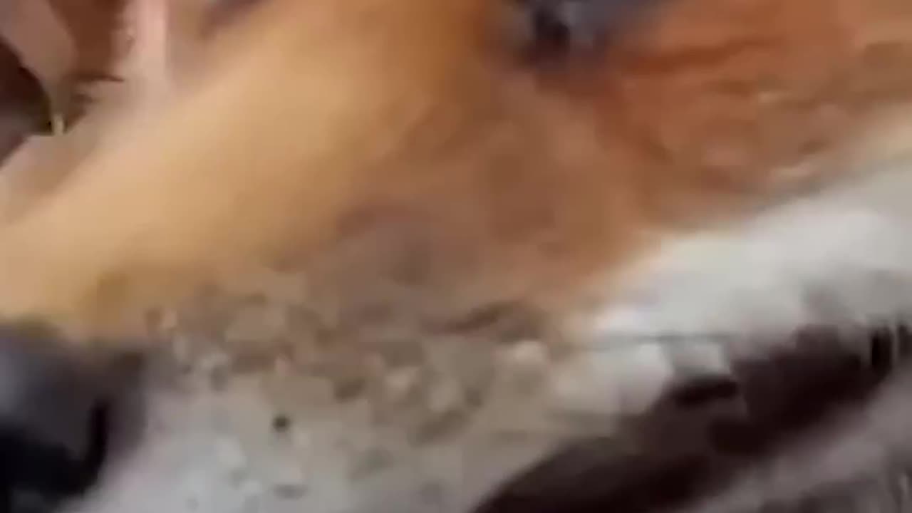 Funny 🦊
