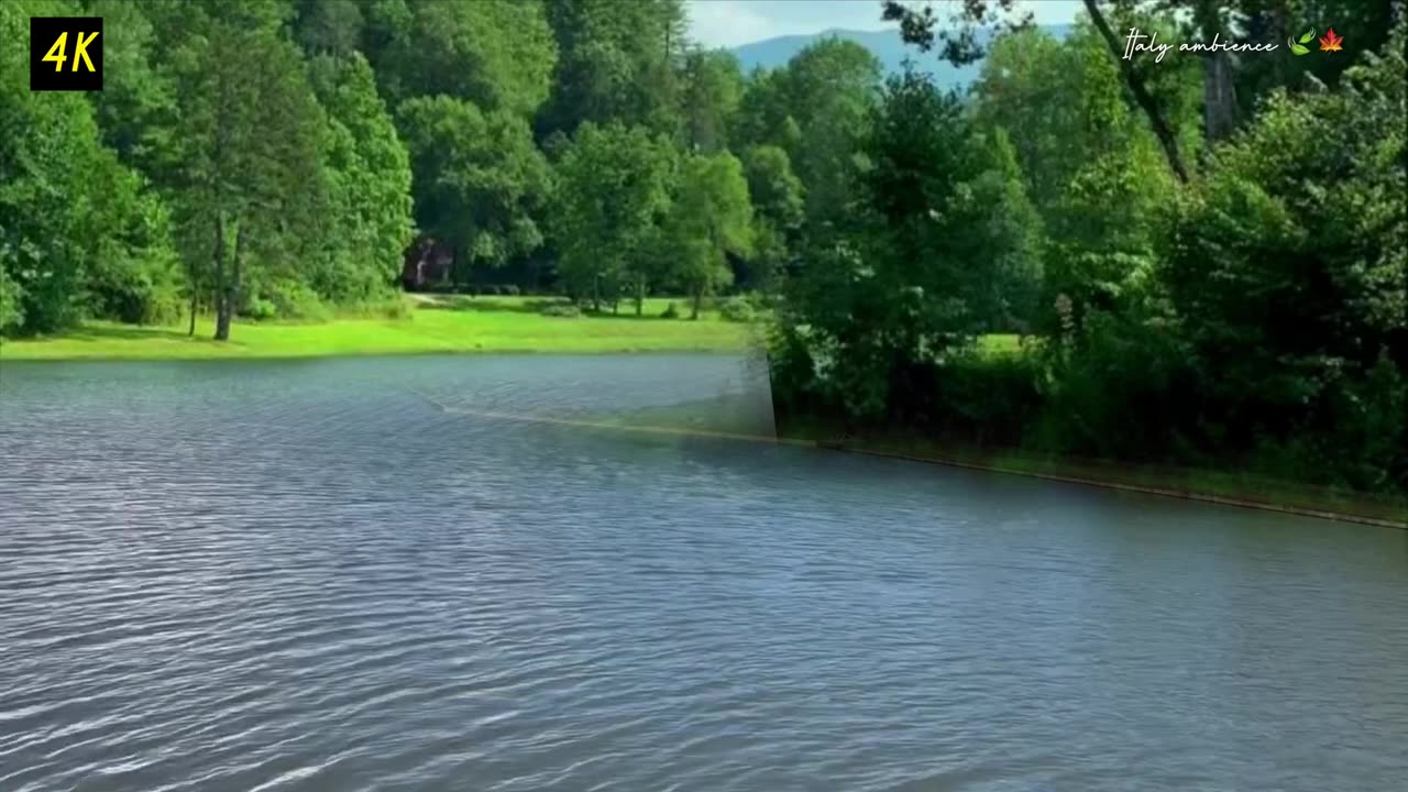 TRANQUILITY NATURE RELAXATION VIDEO /Forest Sounds & Singing Birds Sounds ββ π¦π£π¦πππΏπΆπ§