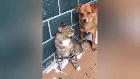 Funny Animal Video 😂 funny dogs and cats 🐶😹