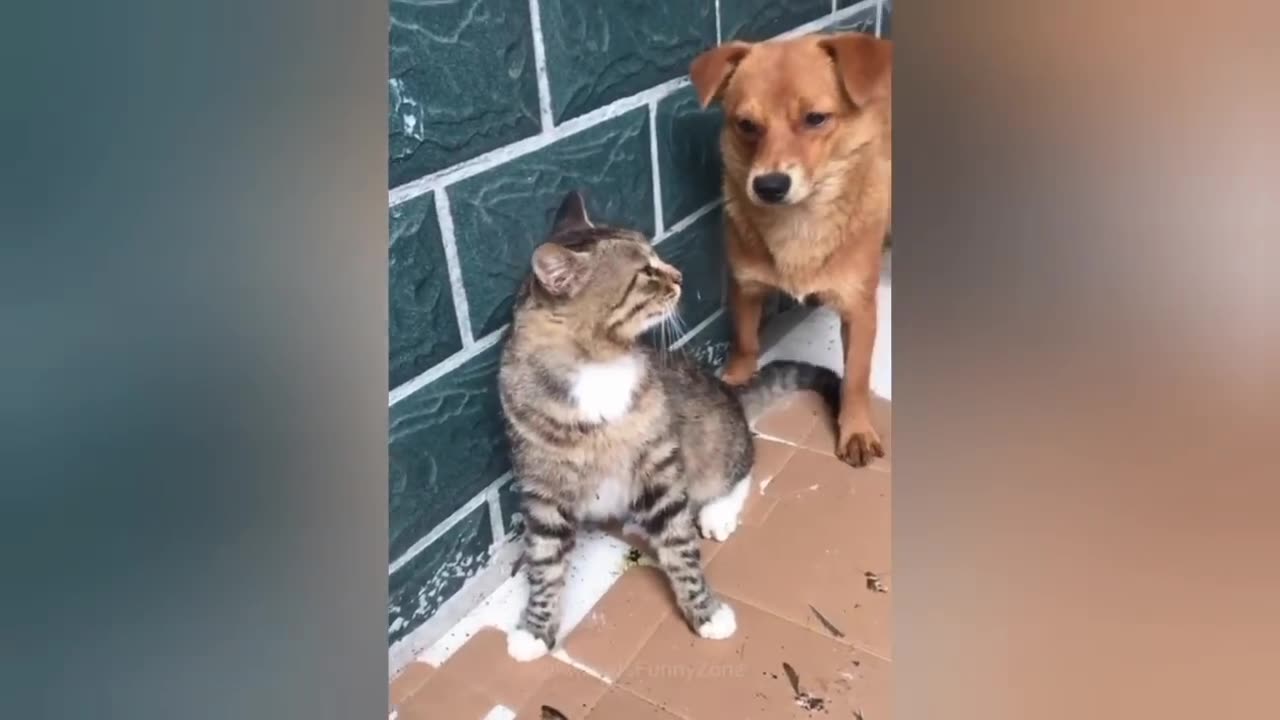 Funny Animal Video 😂 funny dogs and cats 🐶😹