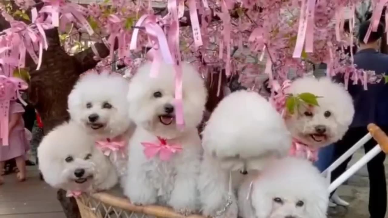Cat-titude Overload | Cute & Funny Cat Chaos 😹✨