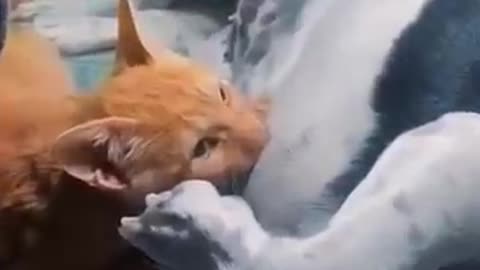 cat and dog