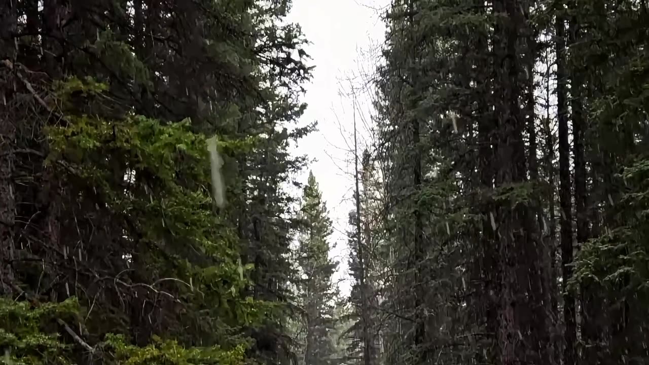 Green - Trees Touched with Snow