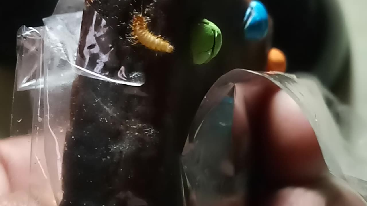 Bug found in a little Debbie snack cake Brownie. GROSS!