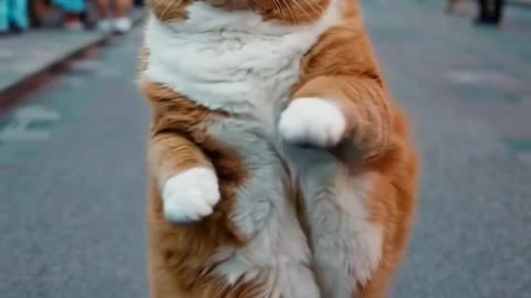 cat dance usa