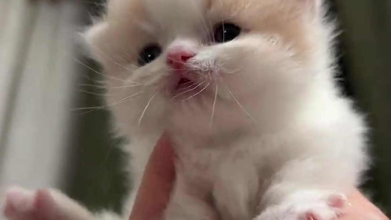 Raise the kitten high, it was terrified