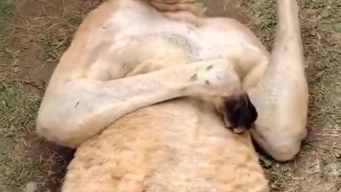 Welcome to Australia 🇦🇺