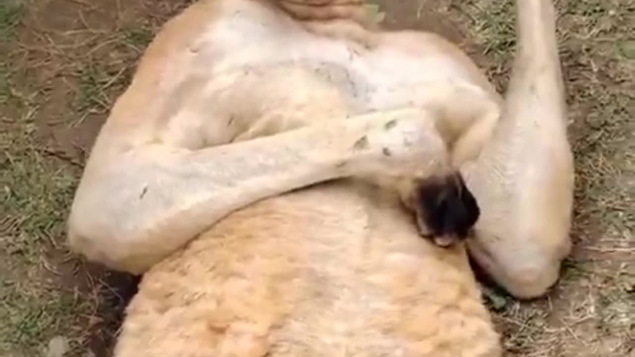 Welcome to Australia 🇦🇺