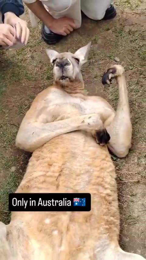 Welcome to Australia 🇦🇺