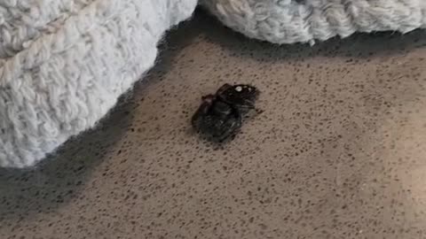 Pet Spider all Grown Up Archive 07/01/2023
