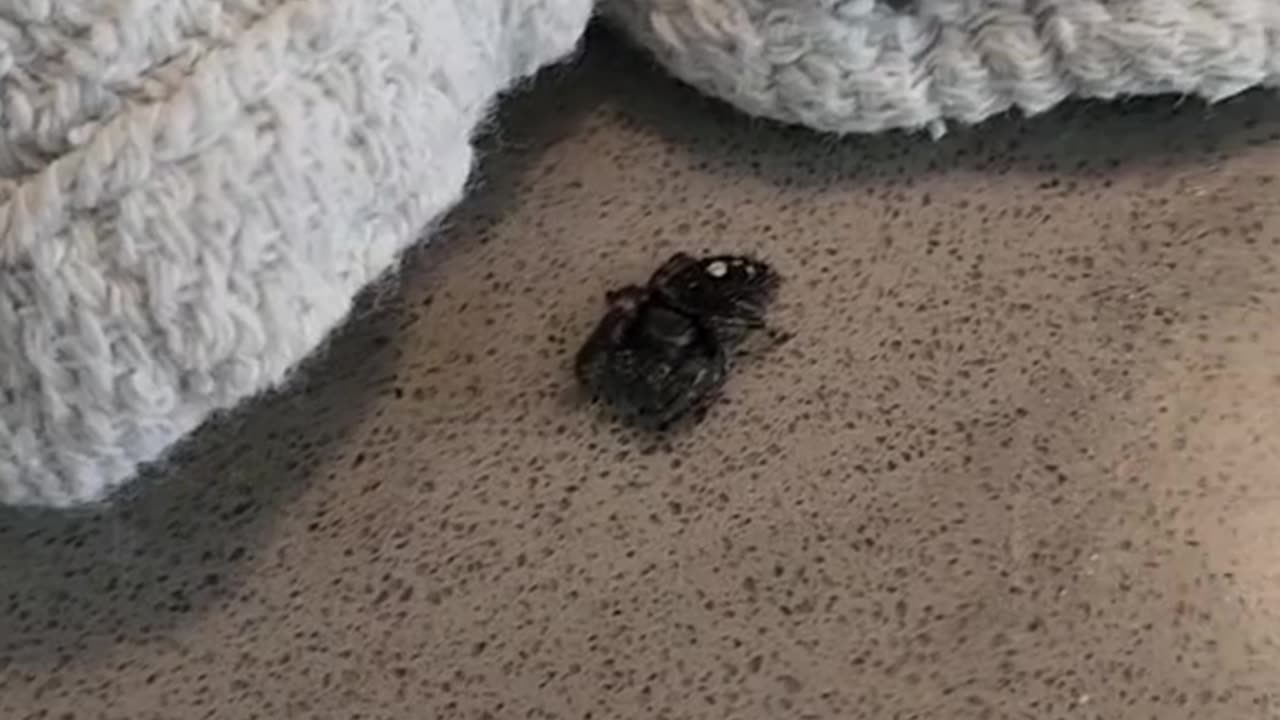 Pet Spider all Grown Up Archive 07/01/2023