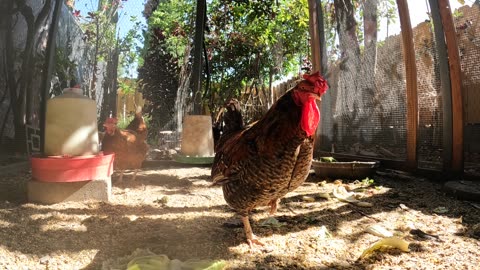 Backyard Chickens In The Morning Sounds Noises Hens Roosters!