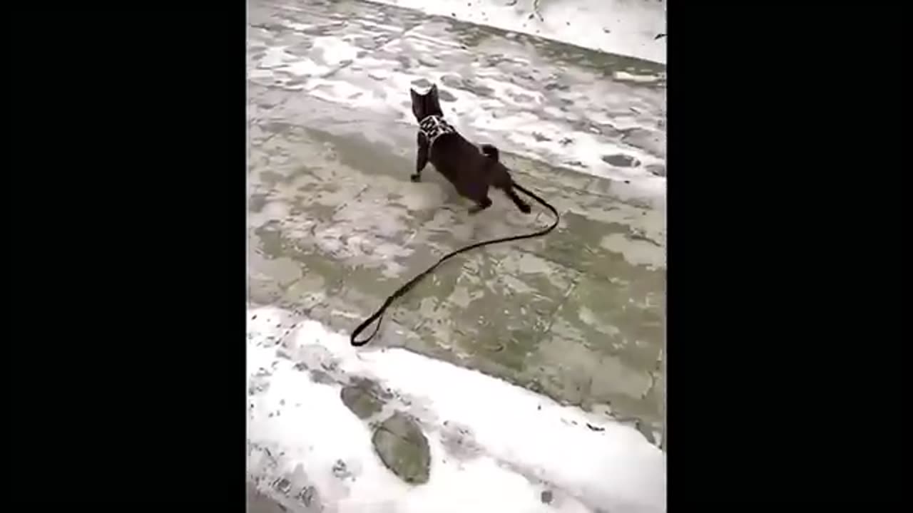 Hilarious Dogs & Cats in Total Chaos Mode!